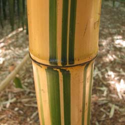 Bambu Phyllostachys vivax aureo.